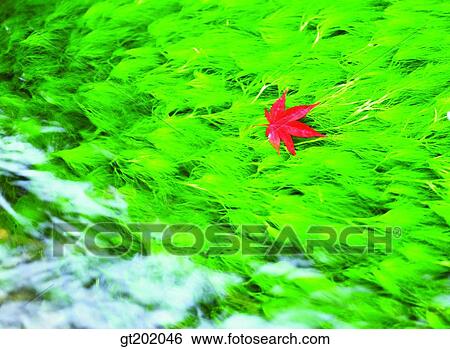 outdoor, exterior, day, daytime, daylight, nature, leaf View Large Photo Image Stock Photograph - outdoor, exterior, day, daytime, daylight, nature, leaf. Fotosearch
