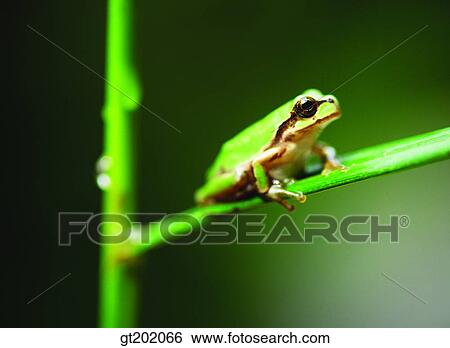 outdoor, exterior, day, daytime, daylight, nature, spring View Large Photo Image Stock Photograph - outdoor, exterior, day, daytime, daylight, nature, spring. Fotosearch