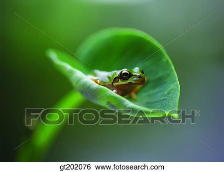 Stock Photograph - outdoor, exterior, day, daytime, daylight, nature, spring. Fotosearch
