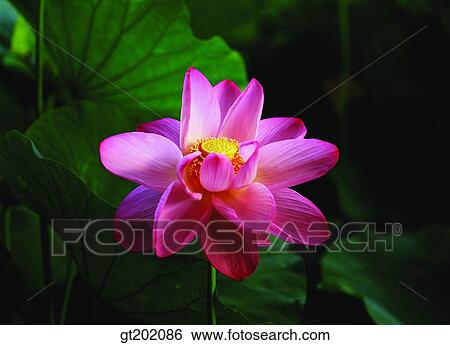 Stock Photograph - outdoor, exterior, day, daytime, daylight, nature, flower. Fotosearch