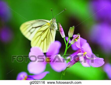 outdoor, exterior, day, daytime, daylight, nature, butterfly View Large Photo Image Stock Photograph - outdoor, exterior, day, daytime, daylight, nature, butterfly. Fotosearch