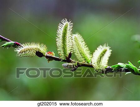 outdoor, exterior, day, daytime, daylight, nature, spring View Large Photo Image Stock Photography - outdoor, exterior, day, daytime, daylight, nature, spring. Fotosearch