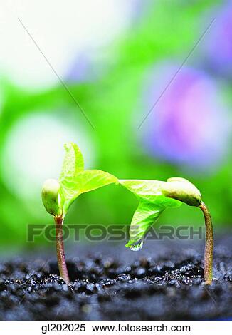 outdoor, exterior, day, daytime, daylight, nature, spring View Large Photo Image Stock Photography - outdoor, exterior, day, daytime, daylight, nature, spring. Fotosearch