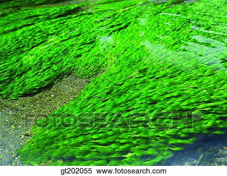 Stock Photography - outdoor, exterior, day, daytime, daylight, nature, water. Fotosearch