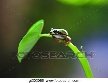 outdoor, exterior, day, daytime, daylight, nature, spring View Large Photo Image Stock Photography - outdoor, exterior, day, daytime, daylight, nature, spring. Fotosearch