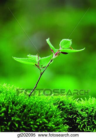 outdoor, exterior, day, daytime, daylight, nature, spring View Large Photo Image Stock Photography - outdoor, exterior, day, daytime, daylight, nature, spring. Fotosearch