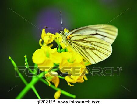Stock Photography - outdoor, exterior, day, daytime, daylight, nature, butterfly. Fotosearch