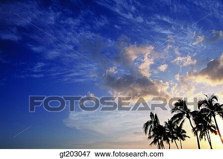 cloud, clouds, sunset, sundown, coconut palm, coconut tree, coconut View Large Photo Image Stock Photo - cloud, clouds, sunset, sundown, coconut palm, coconut tree, coconut. Fotosearch