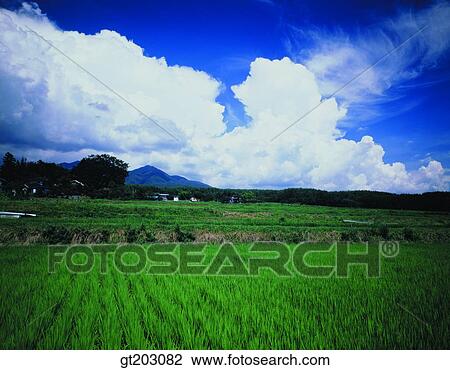 Stock Image - farm village, farming village, village, town, rice field, paddy field, paddy. Fotosearch