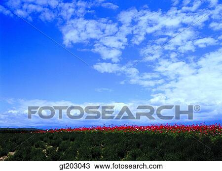 garden, flower farm, flower garden, field, plain, sky, cloud View Large Photo Image Stock Image - garden, flower farm, flower garden, field, plain, sky, cloud. Fotosearch