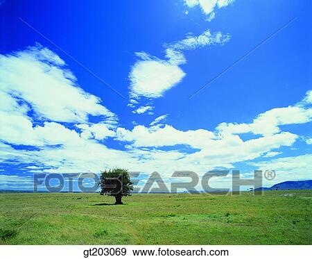 grassland, lawn, field, plain, lawn, grass, horizon View Large Photo Image Stock Photo - grassland, lawn, field, plain, lawn, grass, horizon. Fotosearch