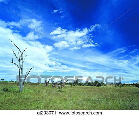 Stock Image - grassland, lawn, grass, field, plain, tree, sky. Fotosearch