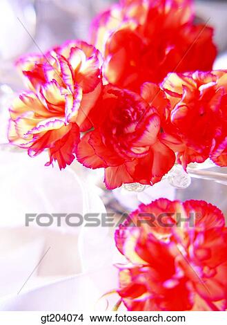 flower, carnation, Carnation, fancy goods, goods, fancy, decoration View Large Photo Image Picture - flower, carnation, Carnation, fancy goods, goods, fancy, decoration. Fotosearch
