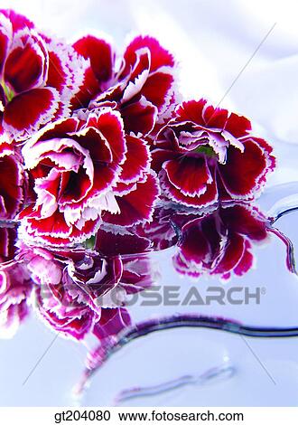 flower, carnation, Carnation, fancy goods, goods, fancy, decoration View Large Photo Image Stock Image - flower, carnation, Carnation, fancy goods, goods, fancy, decoration. Fotosearch