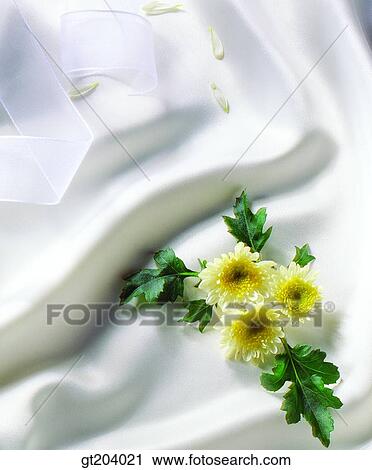 flower, chrysanthemum, mum, cloths, cloth, fabric, fancy goods View Large Photo Image Stock Image - flower, chrysanthemum, mum, cloths, cloth, fabric, fancy goods. Fotosearch
