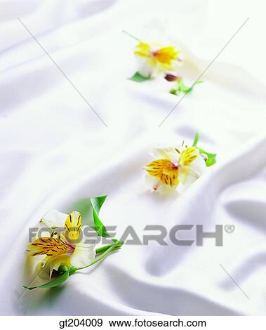 flower, cloths, cloth, fabric, leaf, leaves, fancy goods View Large Photo Image Stock Photo - flower, cloths, cloth, fabric, leaf, leaves, fancy goods. Fotosearch