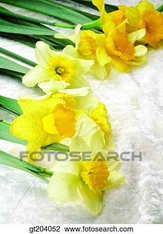 flower, daffodil, narcissus, cloths, cloth, fabric, fancy goods View Large Photo Image Stock Image - flower, daffodil, narcissus, cloths, cloth, fabric, fancy goods. Fotosearch