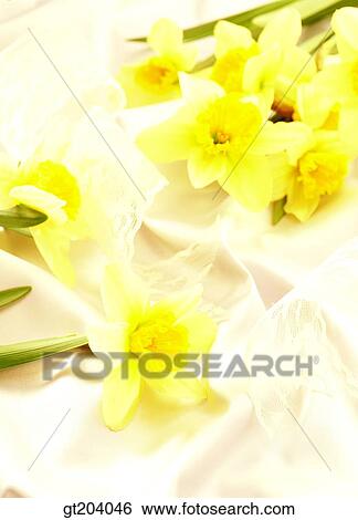 flower, daffodil, narcissus, cloths, cloth, fabric, fancy goods View Large Photo Image Stock Photograph - flower, daffodil, narcissus, cloths, cloth, fabric, fancy goods. Fotosearch