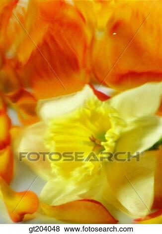 Stock Photo - flower, daffodil, narcissus, leaf, leaves, fancy goods, goods. Fotosearch