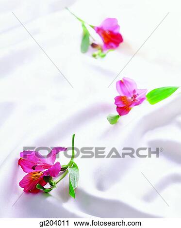 flower, leaf, leaves, cloths, cloth, fabric, fancy goods View Large Photo Image Stock Image - flower, leaf, leaves, cloths, cloth, fabric, fancy goods. Fotosearch