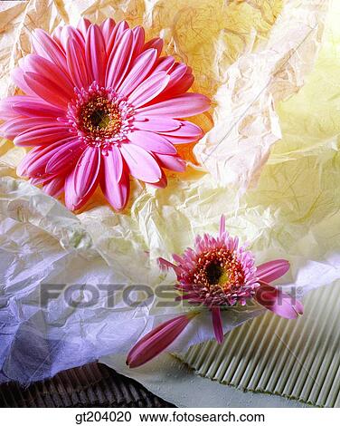 flower, leaf, leaves, paper, fancy goods, goods, fancy View Large Photo Image Stock Image - flower, leaf, leaves, paper, fancy goods, goods, fancy. Fotosearch