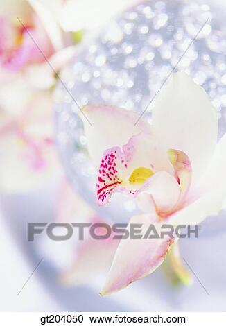 flower, leaf, leaves, Western orchid, fancy goods, goods, fancy View Large Photo Image Stock Image - flower, leaf, leaves, Western orchid, fancy goods, goods, fancy. Fotosearch