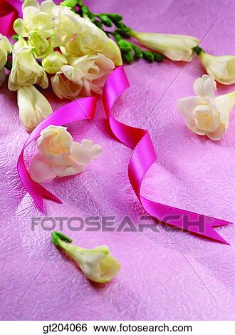 flower, ribbon, freesia, Freesia, cloths, cloth, fabric View Large Photo Image Stock Photograph - flower, ribbon, freesia, Freesia, cloths, cloth, fabric. Fotosearch