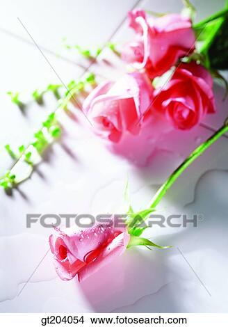 flower, rose, fancy goods, goods, fancy, decoration, ornament View Large Photo Image Picture - flower, rose, fancy goods, goods, fancy, decoration, ornament. Fotosearch