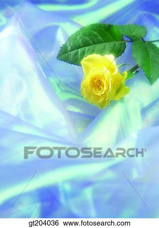flower, rose, one flower, cloths, cloth, fabric, fancy goods View Large Photo Image Stock Photograph - flower, rose, one flower, cloths, cloth, fabric, fancy goods. Fotosearch