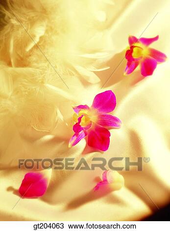 flower, Western orchid, cloths, cloth, fabric, fancy goods, goods View Large Photo Image Stock Image - flower, Western orchid, cloths, cloth, fabric, fancy goods, goods. Fotosearch