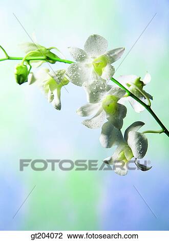 flower, Western orchid, fancy goods, goods, fancy, decoration, ornament View Large Photo Image Stock Image - flower, Western orchid, fancy goods, goods, fancy, decoration, ornament. Fotosearch
