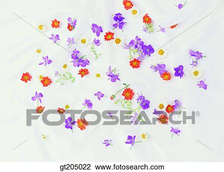 flower, still life, scene, scenery, background, fancy goods, goods View Large Photo Image Stock Image - flower, still life, scene, scenery, background, fancy goods, goods. Fotosearch