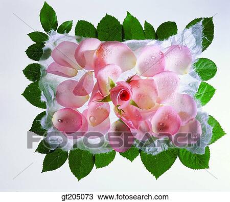 flower, still life, scene, scenery, background, leaf, leaves View Large Photo Image Stock Image - flower, still life, scene, scenery, background, leaf, leaves. Fotosearch