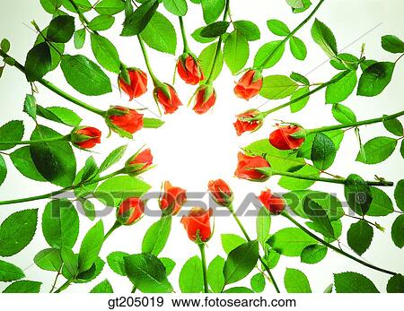 flower, still life, scene, scenery, background, rose, fancy goods View Large Photo Image Stock Photo - flower, still life, scene, scenery, background, rose, fancy goods. Fotosearch