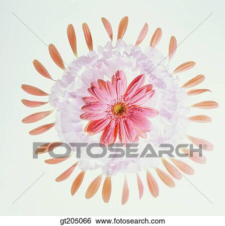 flower, still life, scene, scenery, background, leaf, leaves View Large Photo Image Stock Photograph - flower, still life, scene, scenery, background, leaf, leaves. Fotosearch