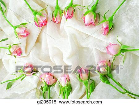 Stock Photography - flower, still life, scene, scenery, background, rose, fancy goods. Fotosearch