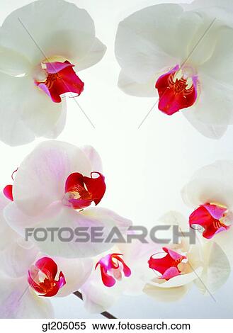 flower, still life, scene, scenery, background, fancy goods, goods View Large Photo Image Stock Photography - flower, still life, scene, scenery, background, fancy goods, goods. Fotosearch