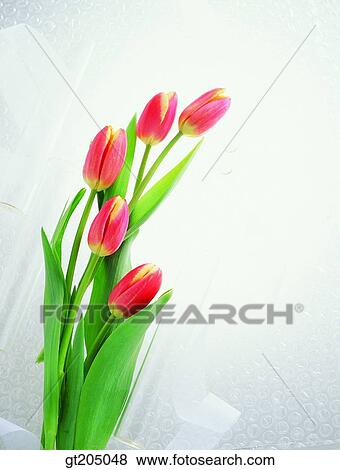 flower, still life, tulip, fancy goods, goods, fancy, decoration View Large Photo Image Stock Photo - flower, still life, tulip, fancy goods, goods, fancy, decoration. Fotosearch