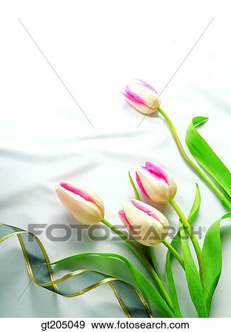 flower, still life, tulip, fancy goods, goods, fancy, decoration View Large Photo Image Stock Photo - flower, still life, tulip, fancy goods, goods, fancy, decoration. Fotosearch