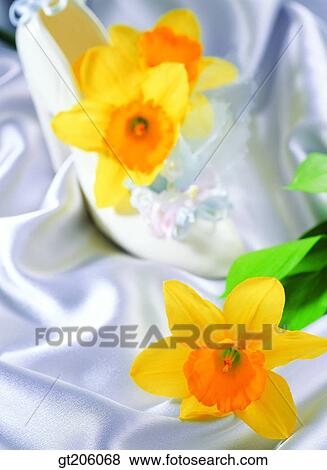Stock Photo - flower, daffodil, narcissus, bead, cloths, cloth, fabric. Fotosearch