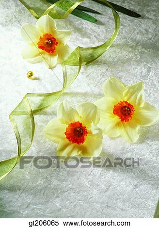 Stock Photography - flower, daffodil, narcissus, bead, ribbon, cloths, cloth. Fotosearch