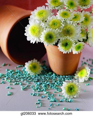 flower, flowerpot, leaf, leaves, fancy goods, goods, fancy View Large Photo Image Stock Image - flower, flowerpot, leaf, leaves, fancy goods, goods, fancy. Fotosearch