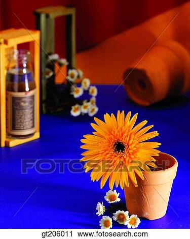 flower, flowerpot, still life, cutting flower, fancy goods, goods, fancy View Large Photo Image Stock Image - flower, flowerpot, still life, cutting flower, fancy goods, goods, fancy. Fotosearch