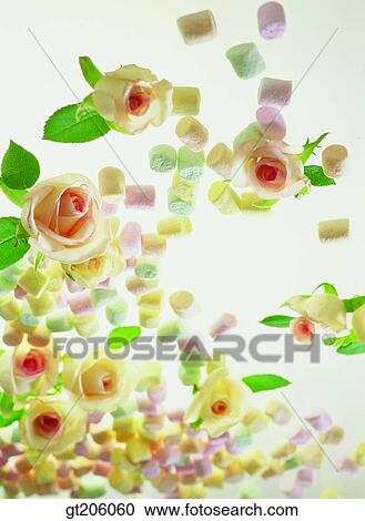flower, rose, bead, scene, scenery, background, fancy goods View Large Photo Image Stock Image - flower, rose, bead, scene, scenery, background, fancy goods. Fotosearch