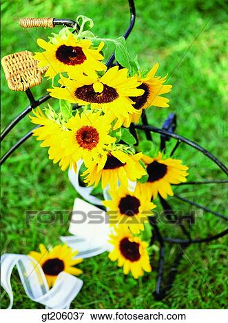 flower, sunflower, still life, ribbon, bicycle, cycle, bike View Large Photo Image Stock Photo - flower, sunflower, still life, ribbon, bicycle, cycle, bike. Fotosearch