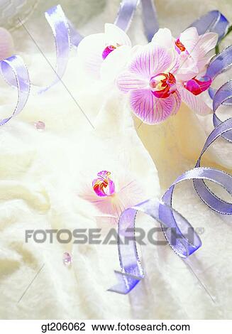 flower, Western orchid, cloths, cloth, fabric, ribbon, fancy goods View Large Photo Image Stock Image - flower, Western orchid, cloths, cloth, fabric, ribbon, fancy goods. Fotosearch