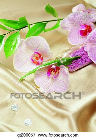 flower, Western orchid, cloths, cloth, fabric, bead, fancy goods View Large Photo Image Stock Photo - flower, Western orchid, cloths, cloth, fabric, bead, fancy goods. Fotosearch