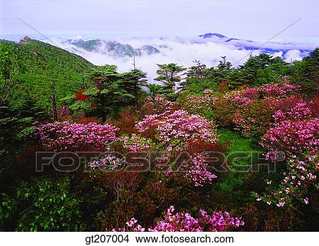 Korea, exterior, day, daytime, daylight, Chiri mountain, Chiri View Large Photo Image Picture - Korea, exterior, day, daytime, daylight, Chiri mountain, Chiri. Fotosearch