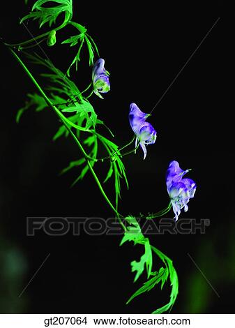 Korea, exterior, day, daytime, daylight, flower, wild flower View Large Photo Image Picture - Korea, exterior, day, daytime, daylight, flower, wild flower. Fotosearch