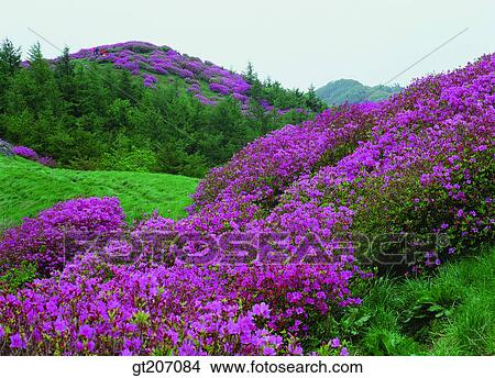 Picture - Korea, exterior, day, daytime, daylight, Chiri mountain, Chiri. Fotosearch